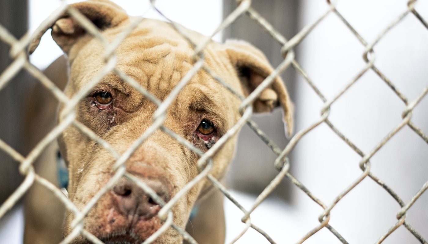 Sad Old Homeless Dog in Shelter Kennel