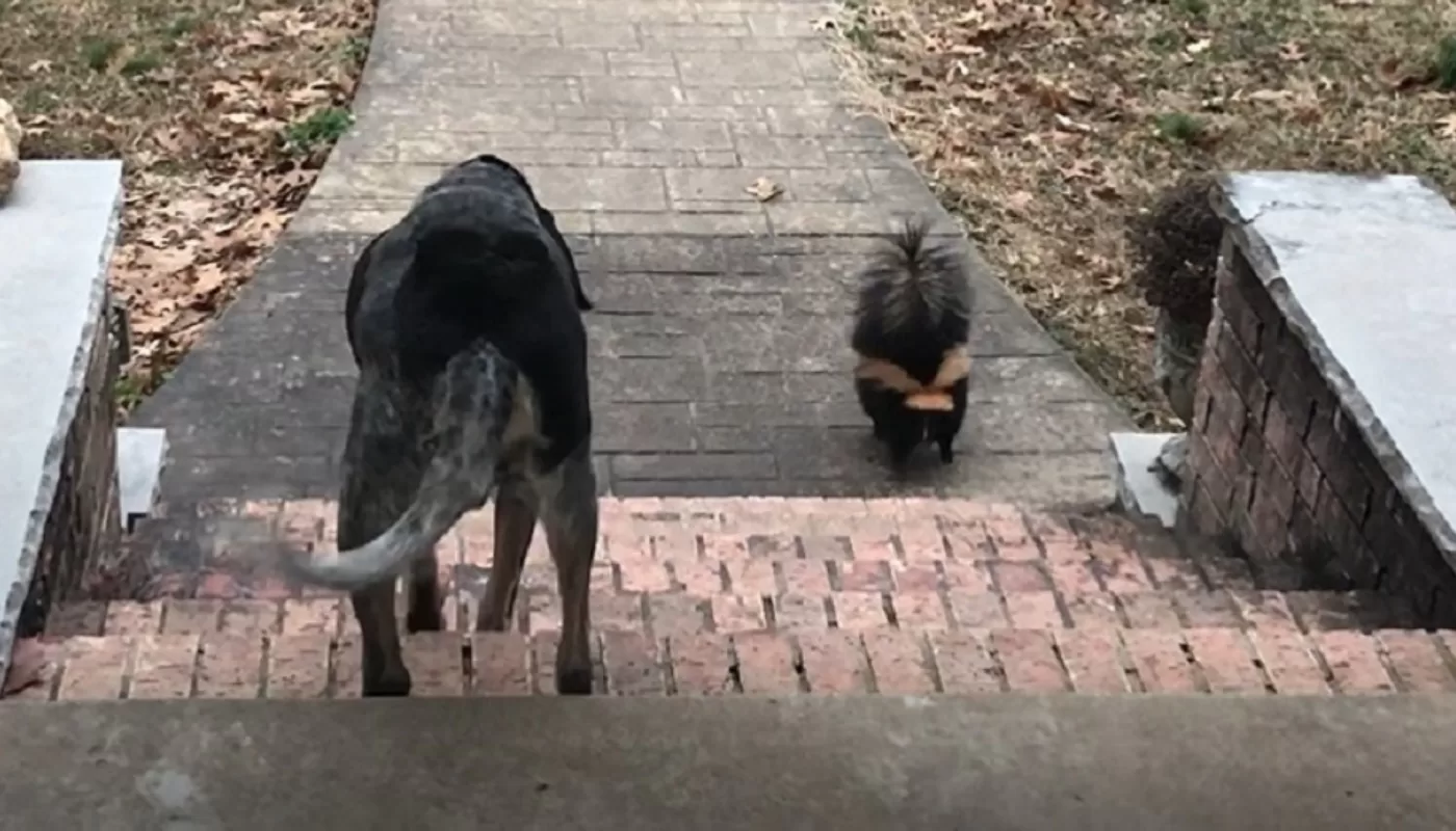 Hound dog gets more than he bargained for in hilarious encounter with a skunk.